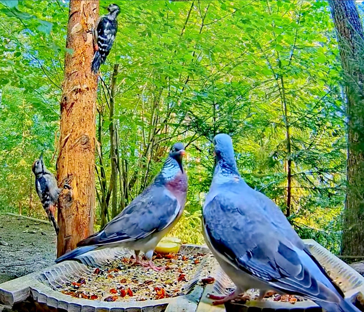 livebirdspoland_903aa703c3082a216c7eef95b40ce09a.jpg