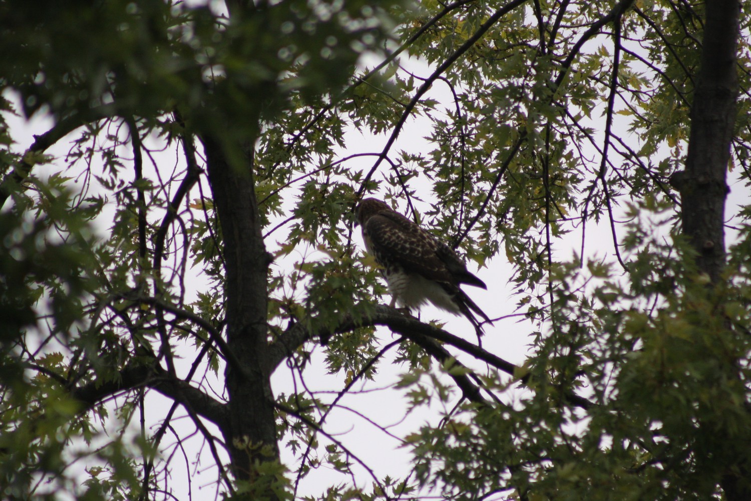 livebirdspoland_b43423f00f5deb12044becf78efc3efd.jpg