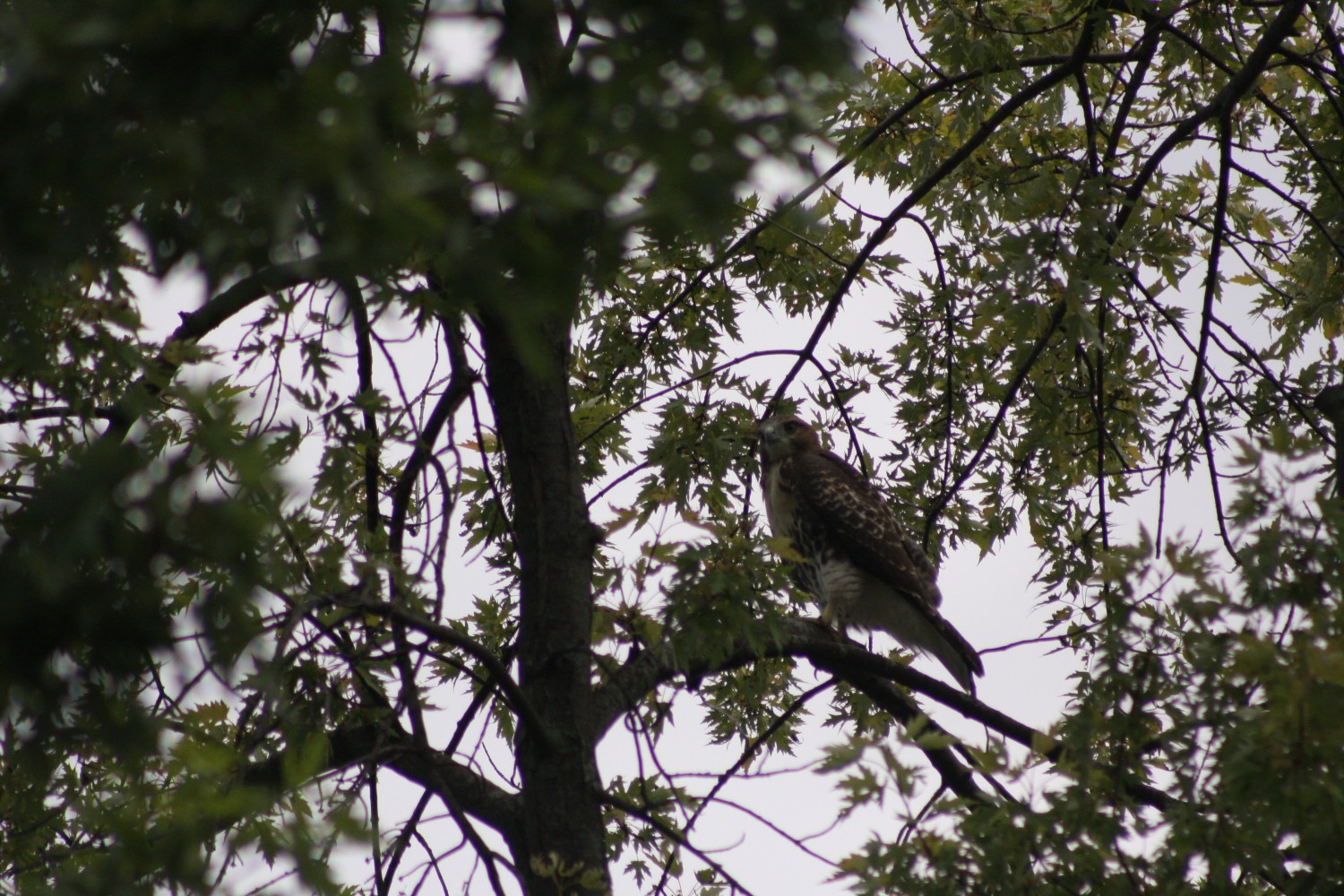 livebirdspoland_8459c7fe1af81c7f59fca70772e38d34.jpg