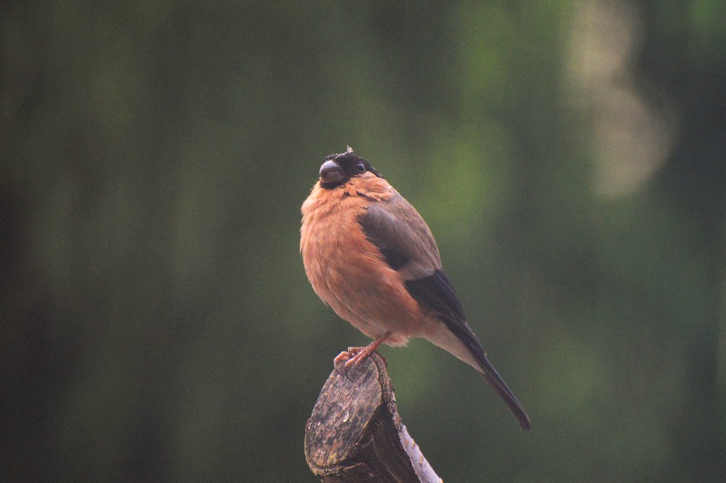 livebirdspoland_2edb838f20a925415c9b193d6cd88489.jpg
