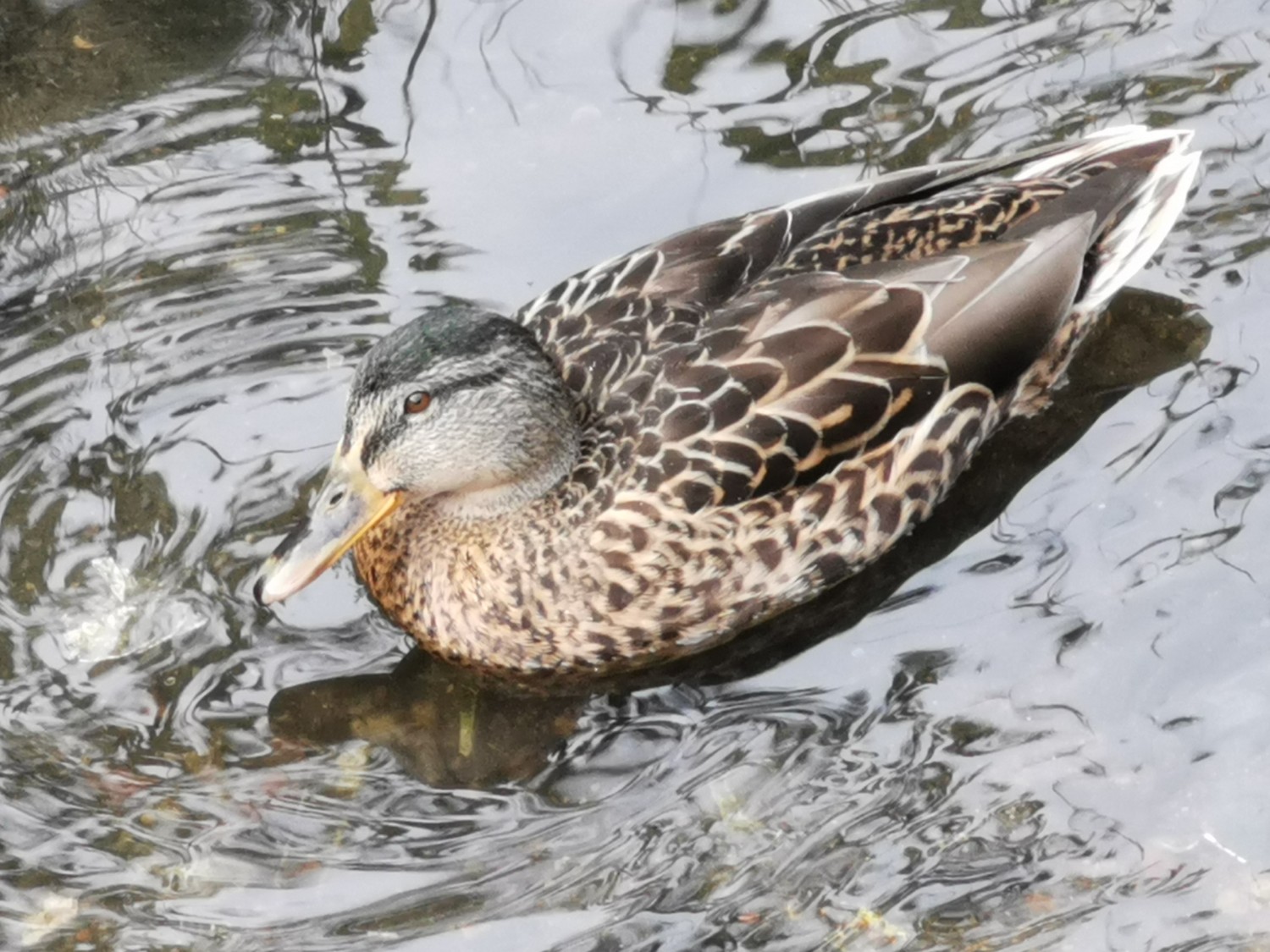 livebirdspoland_900f0a9020d293a5d47bd69203d3e8b6.jpg