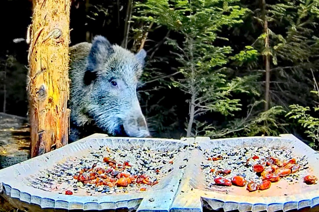 livebirdspoland_8e04b259c6b6c3869a2cb4db1a83ef7a.jpg