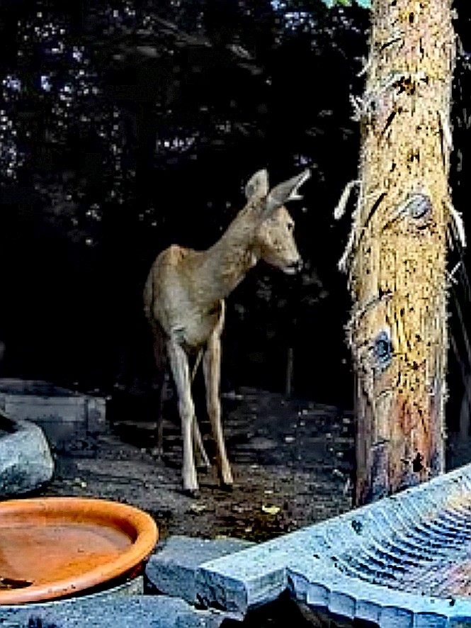livebirdspoland_36d5ceb04cf4af9dfa6e0904a037af8f.jpg