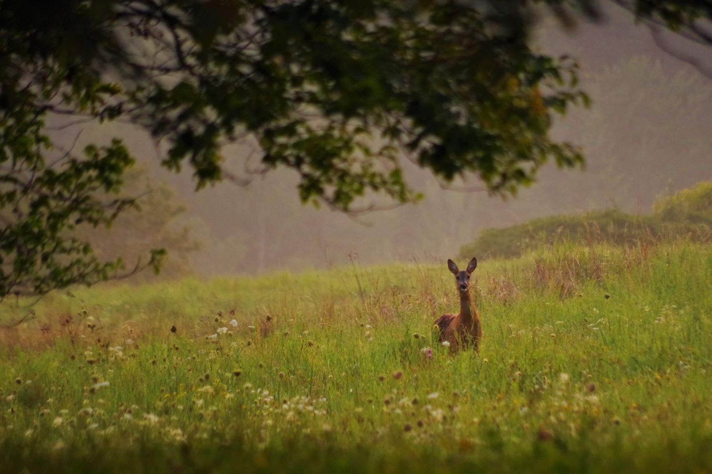 livebirdspoland_bea7ef31ef7993ff1d00224bdfb9eb36.png