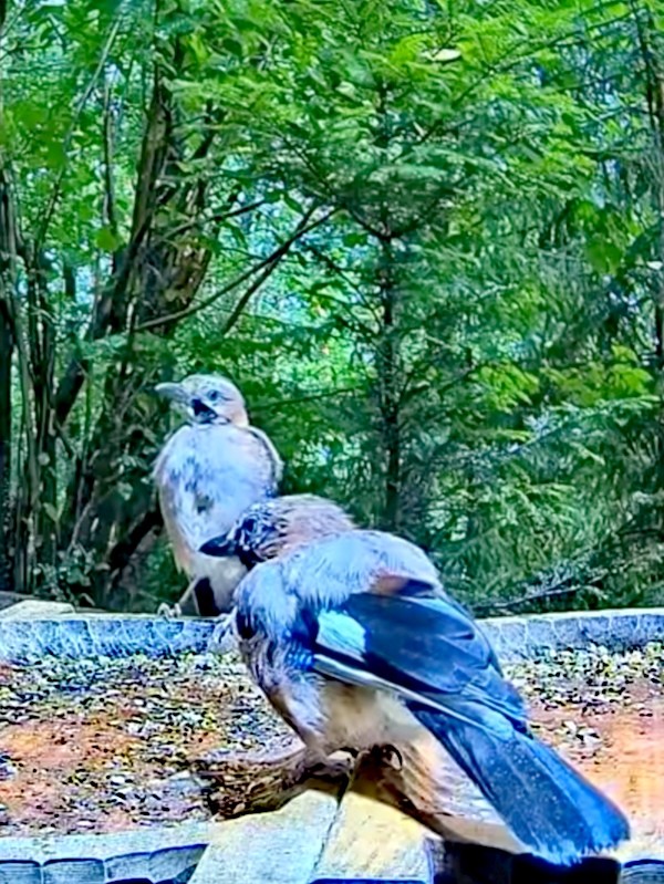 livebirdspoland_5c33f8499b4d6371e9ad83864d3dd23c.jpg