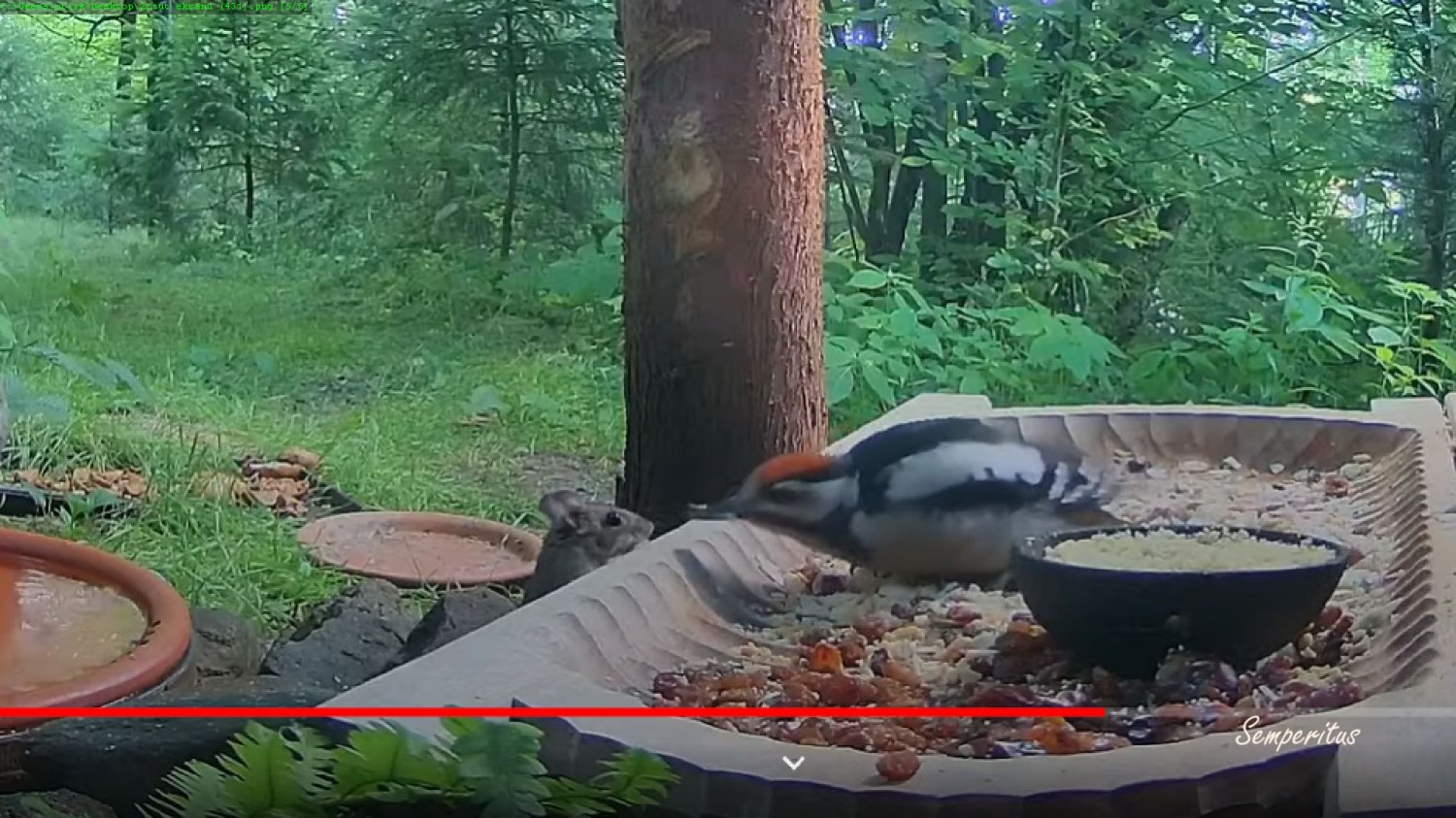 livebirdspoland_f0ab3530fd21d0a7f46cac4a975d945d.jpg