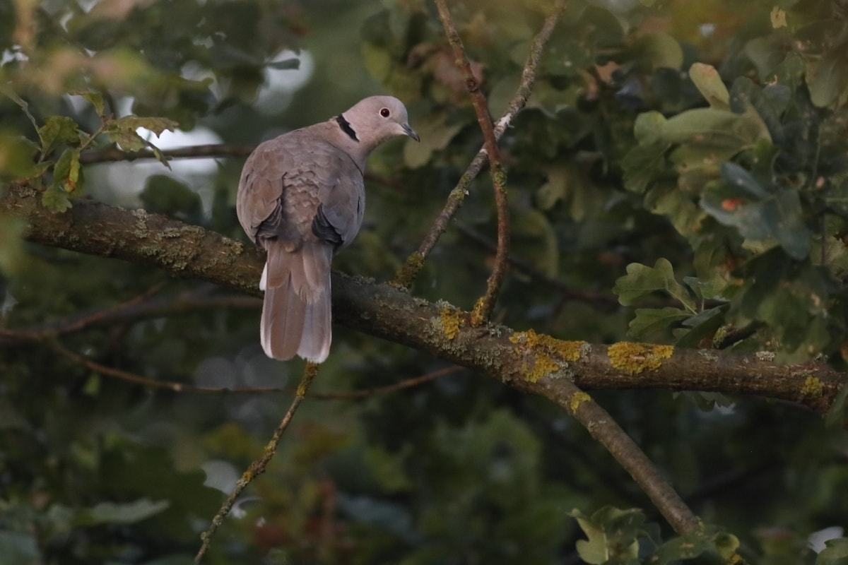 livebirdspoland_945a76711ee044d3369059ba30e78317.png