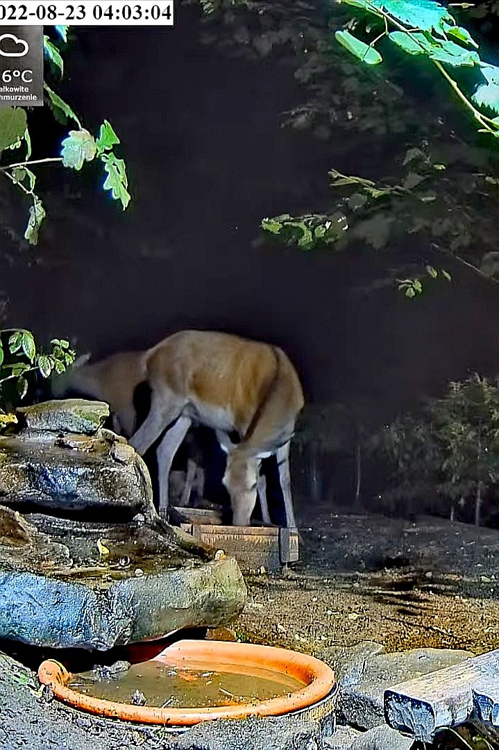 livebirdspoland_85b62ddca337dc580c1b67efbcfb96d6.jpg