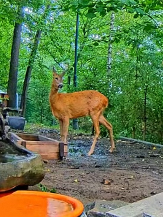 livebirdspoland_888110736c4f5ddd9c44aa73de848e94.jpg