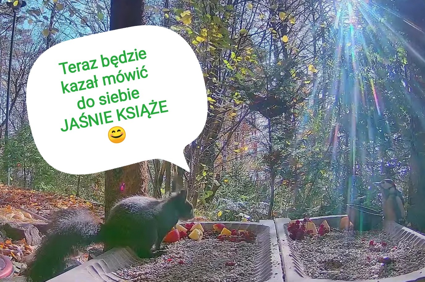 livebirdspoland_f709935a870c61204857731424e1e3f8.jpg