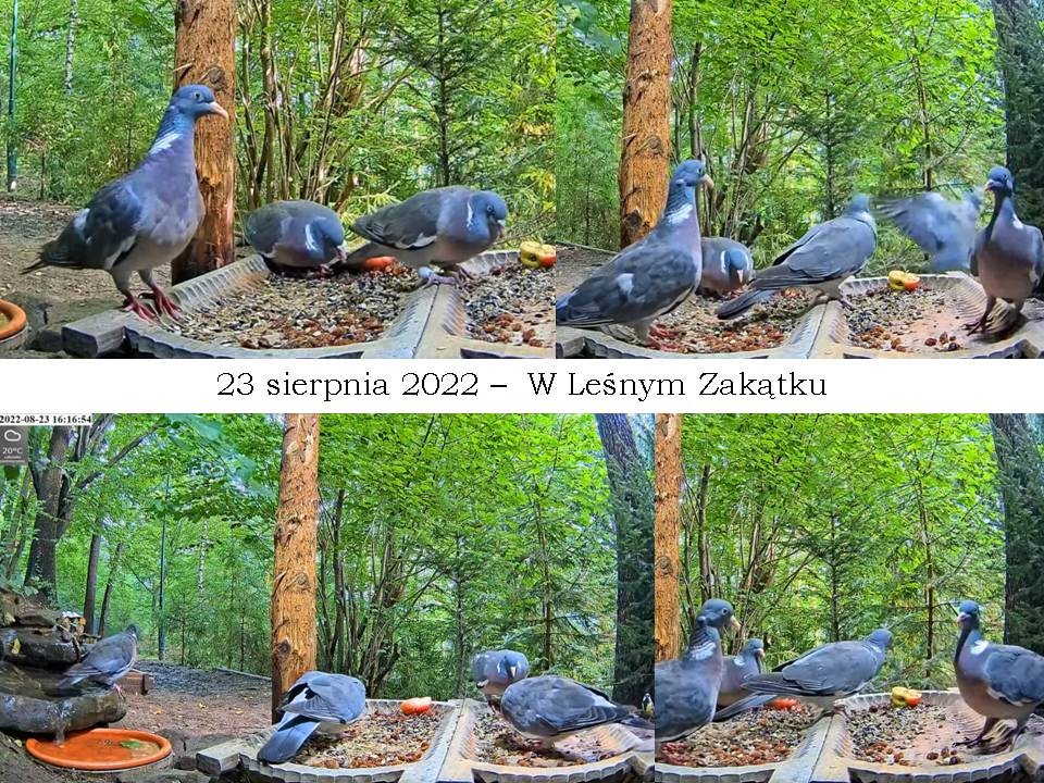 livebirdspoland_d933d46c2c8d9cd3eaa9157962204639.jpg