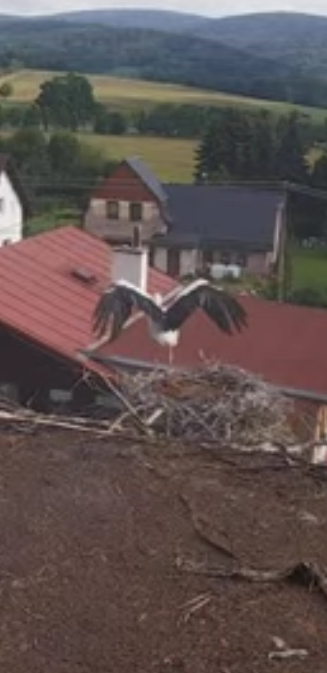 livebirdspoland_bde435dccdb23a603012eb4491ce36fd.jpg