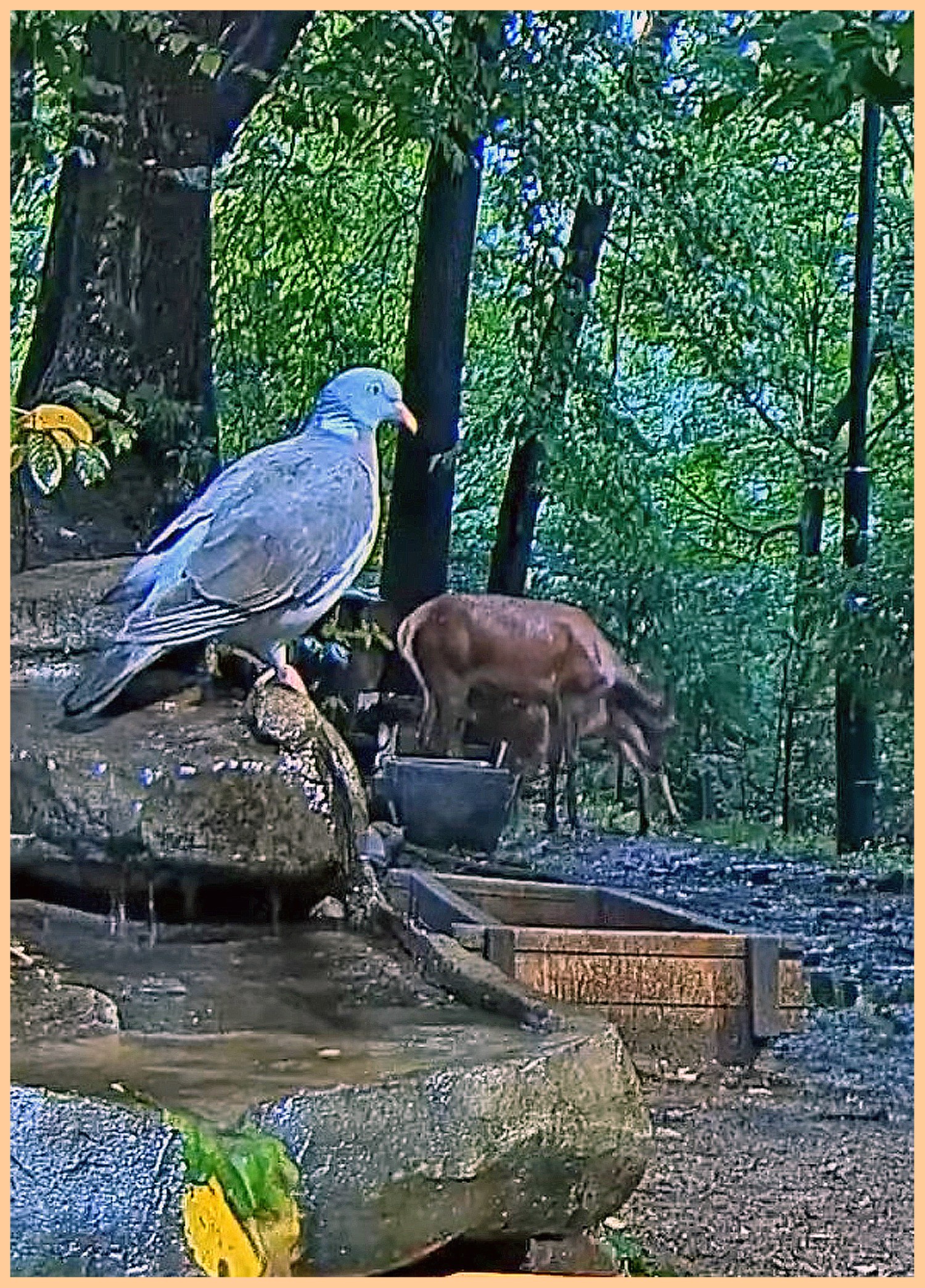 livebirdspoland_d568044dd98b30c36e33b9cf9389c15a.jpg