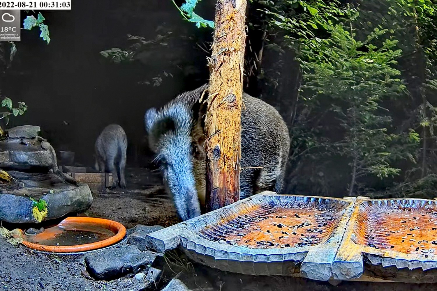livebirdspoland_530d612f006a7fb9599f4e60926db7d0.jpg
