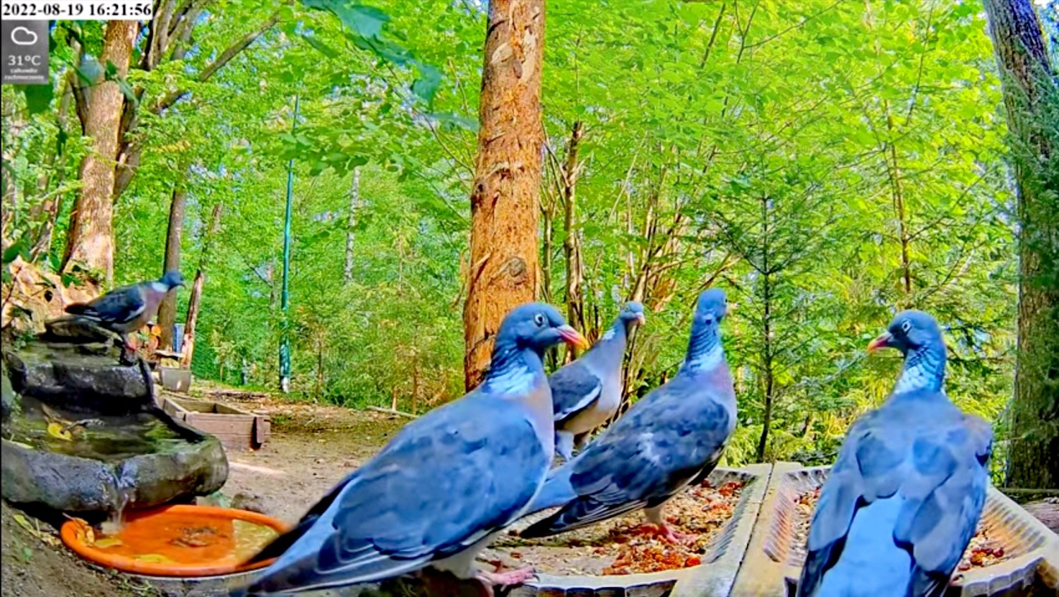 livebirdspoland_1d2ffd4b58eea7874ae78185b61d8157.jpg
