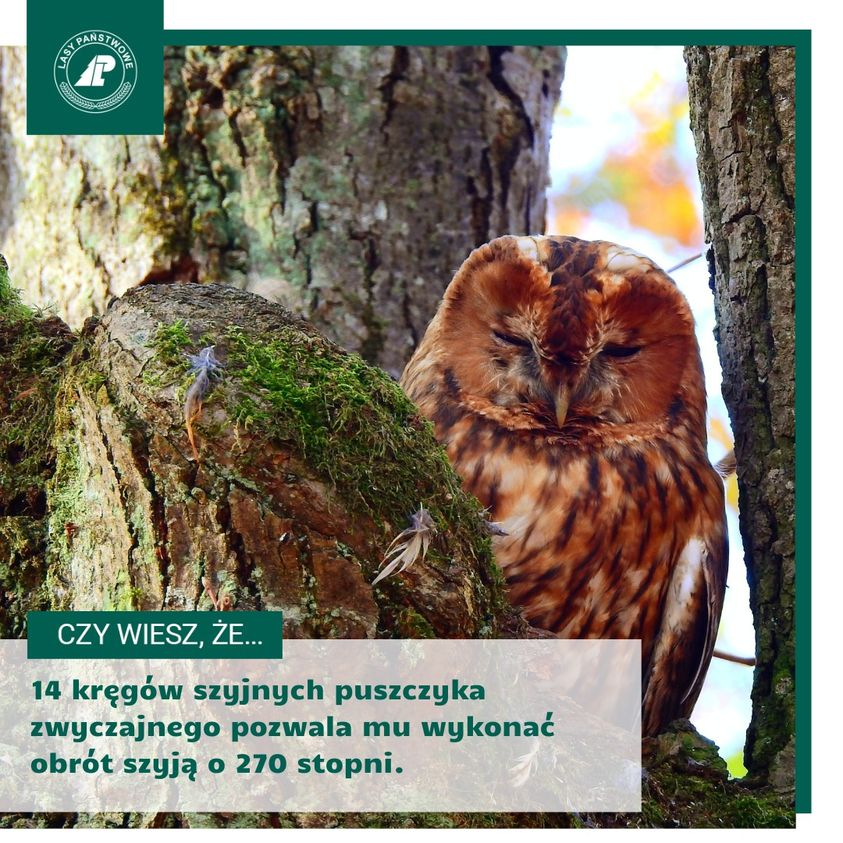 livebirdspoland_bb934bb546e178ab68498fb646b89211.png