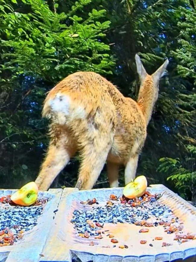 livebirdspoland_97b34795c721732b46b6d457c1cfb08a.jpg