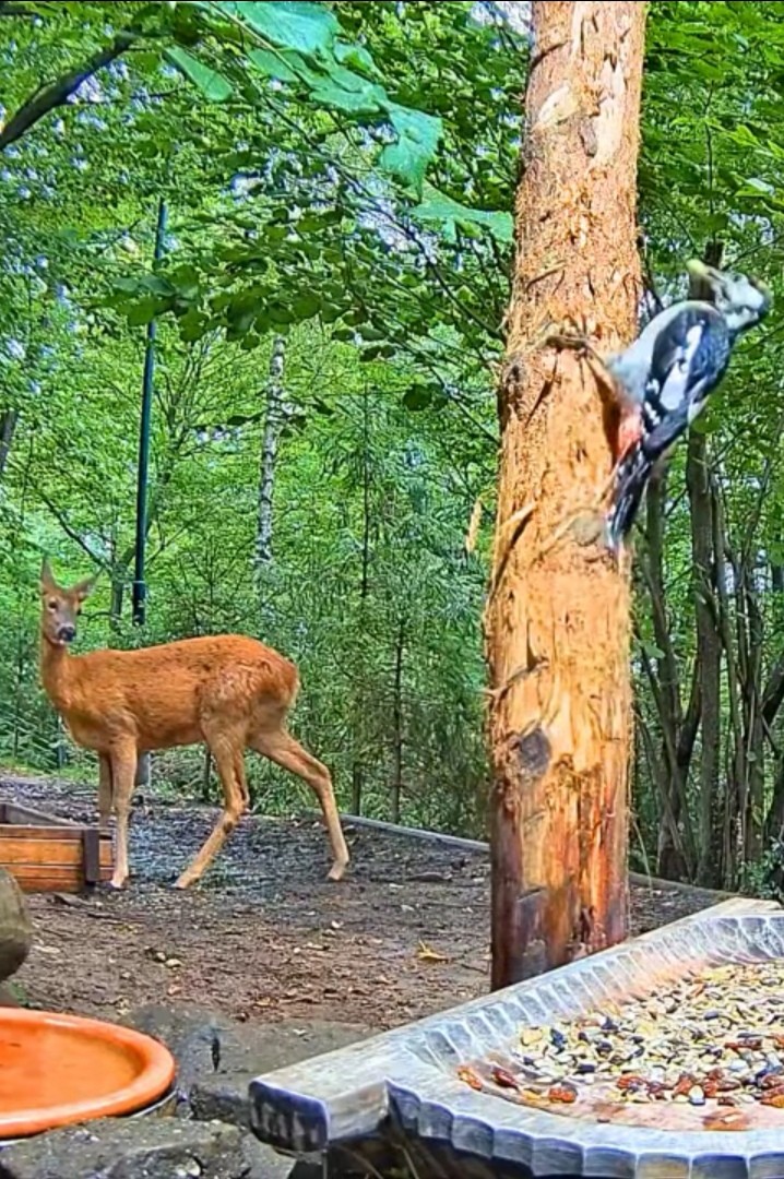 livebirdspoland_12f0509bcdc35a7ce03a87cf7c4a3096.jpg