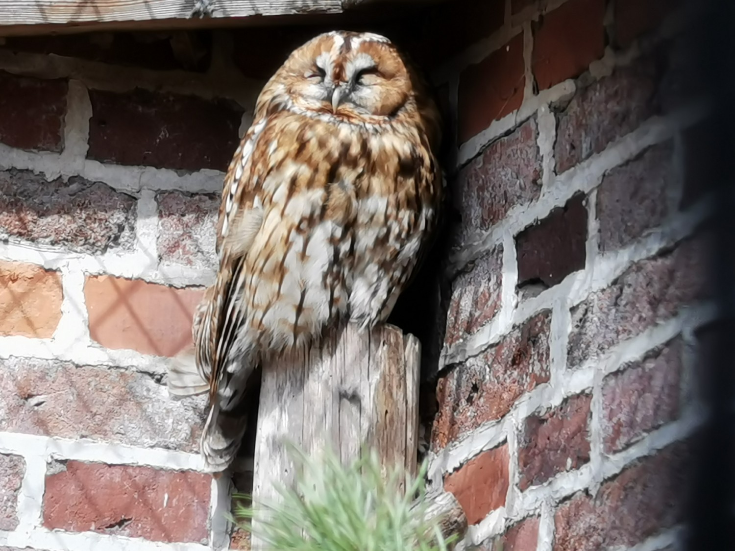 livebirdspoland_f7d3b19a98848a18dc6ae162d9ddf9a0.jpg