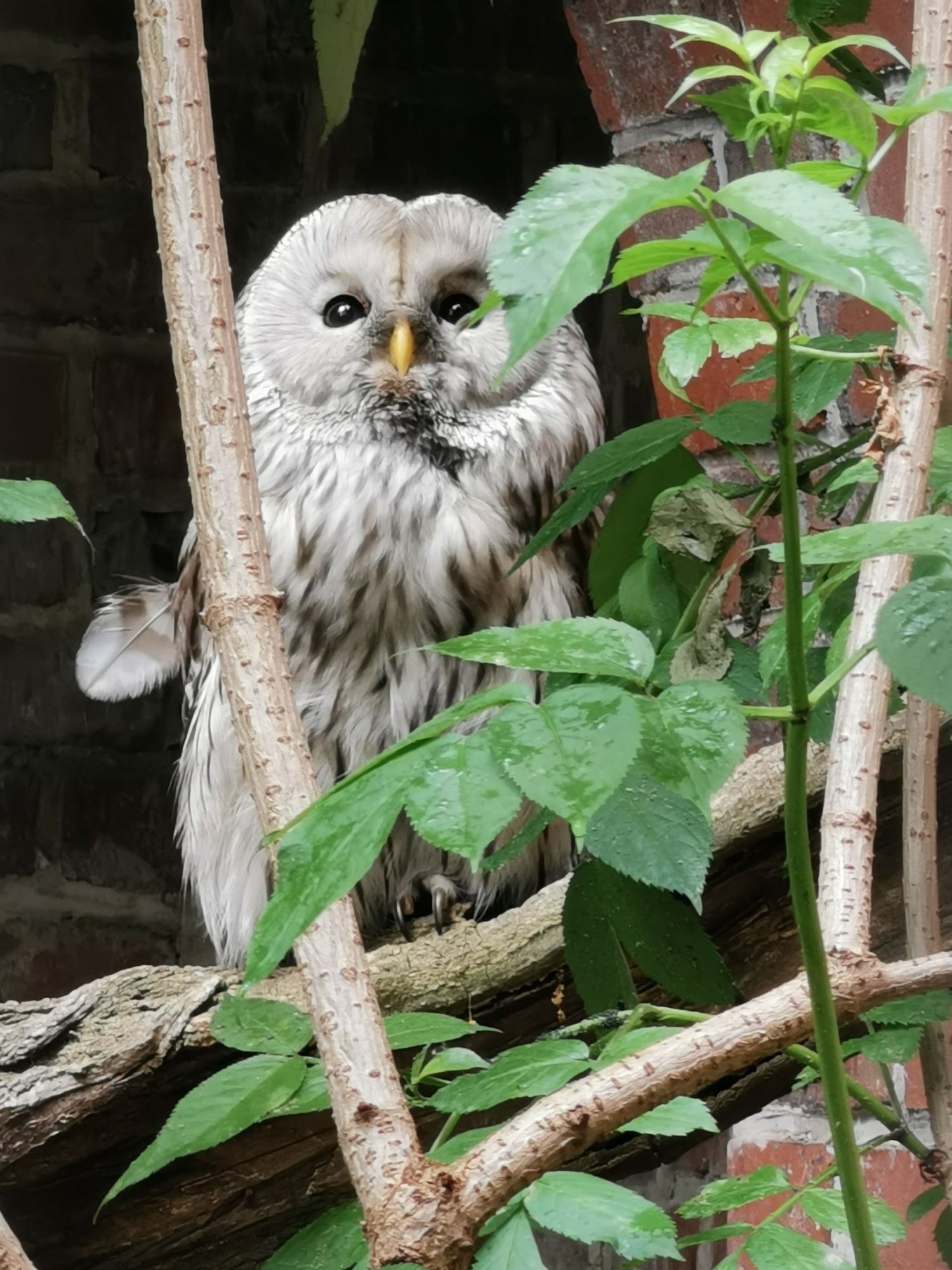 livebirdspoland_aa8852e1c8541f1e912cb288a910428b.jpg