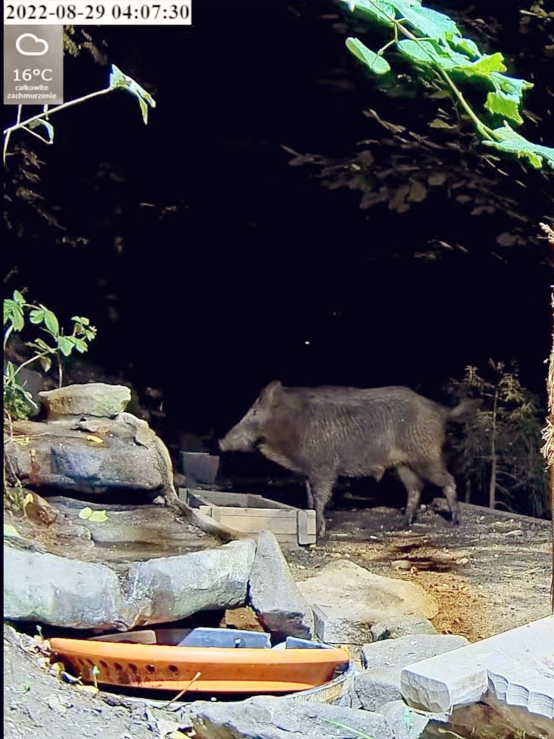 livebirdspoland_0db1f10cf92cf12a9e08122f78b6bf3f.jpg