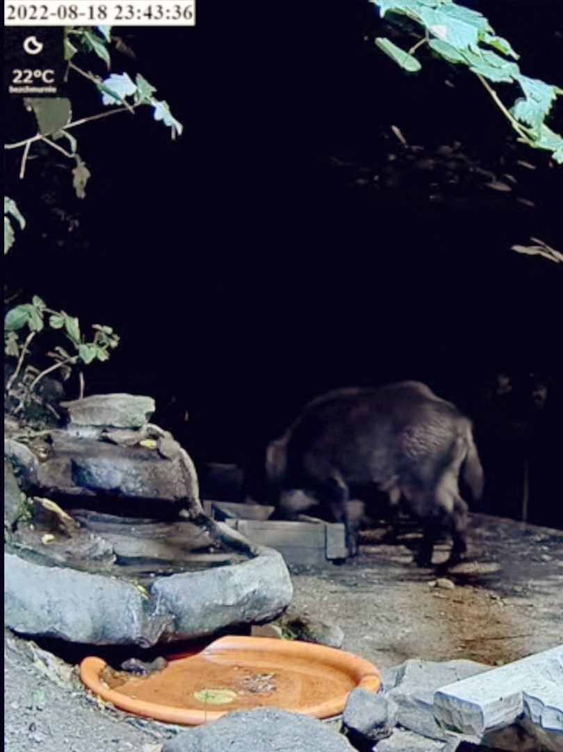 livebirdspoland_c89cb78d582cd1a4c2ebb96746aef88b.jpg