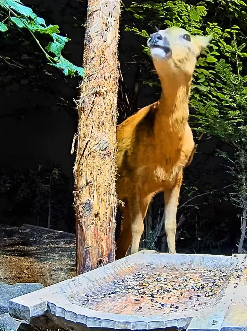 livebirdspoland_e133983dac461ac50a566fb3876eafea.jpg