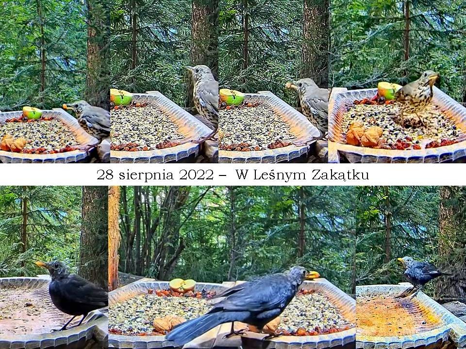 livebirdspoland_eaef905c8cd1a41a2c353665896b5c92.jpg