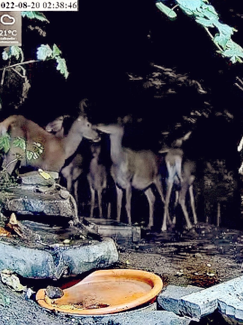 livebirdspoland_c8b10ff52b102bcdc2c00a55d64df4e7.jpg