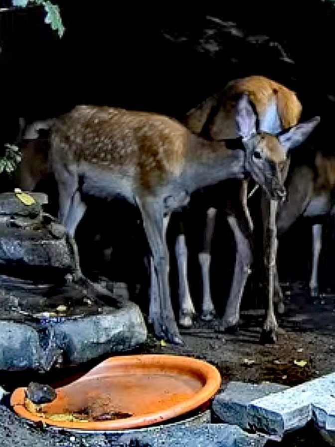 livebirdspoland_f71187d2364599ed4af0fed83a7b6e69.jpg