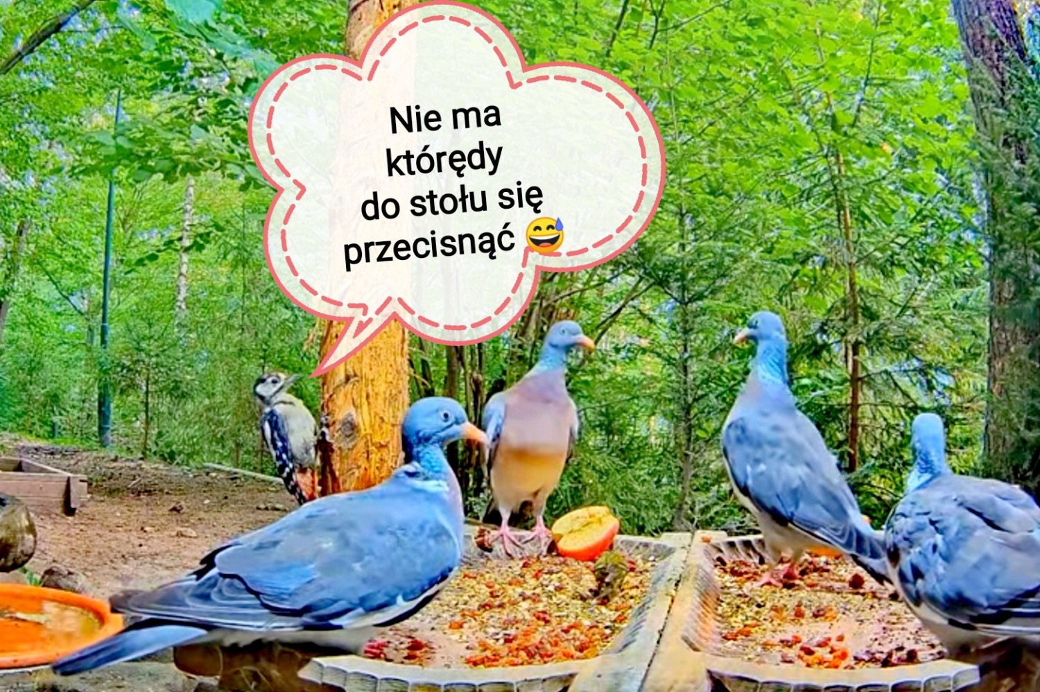 livebirdspoland_83dbdb09877dd0615438d9ac503cfe51.jpg