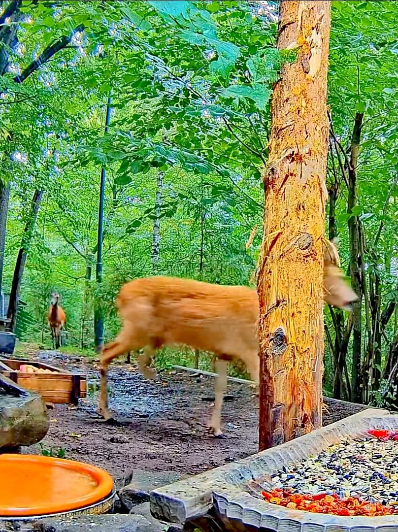 livebirdspoland_89627fe26948fe996632968c6fd52b44.jpg