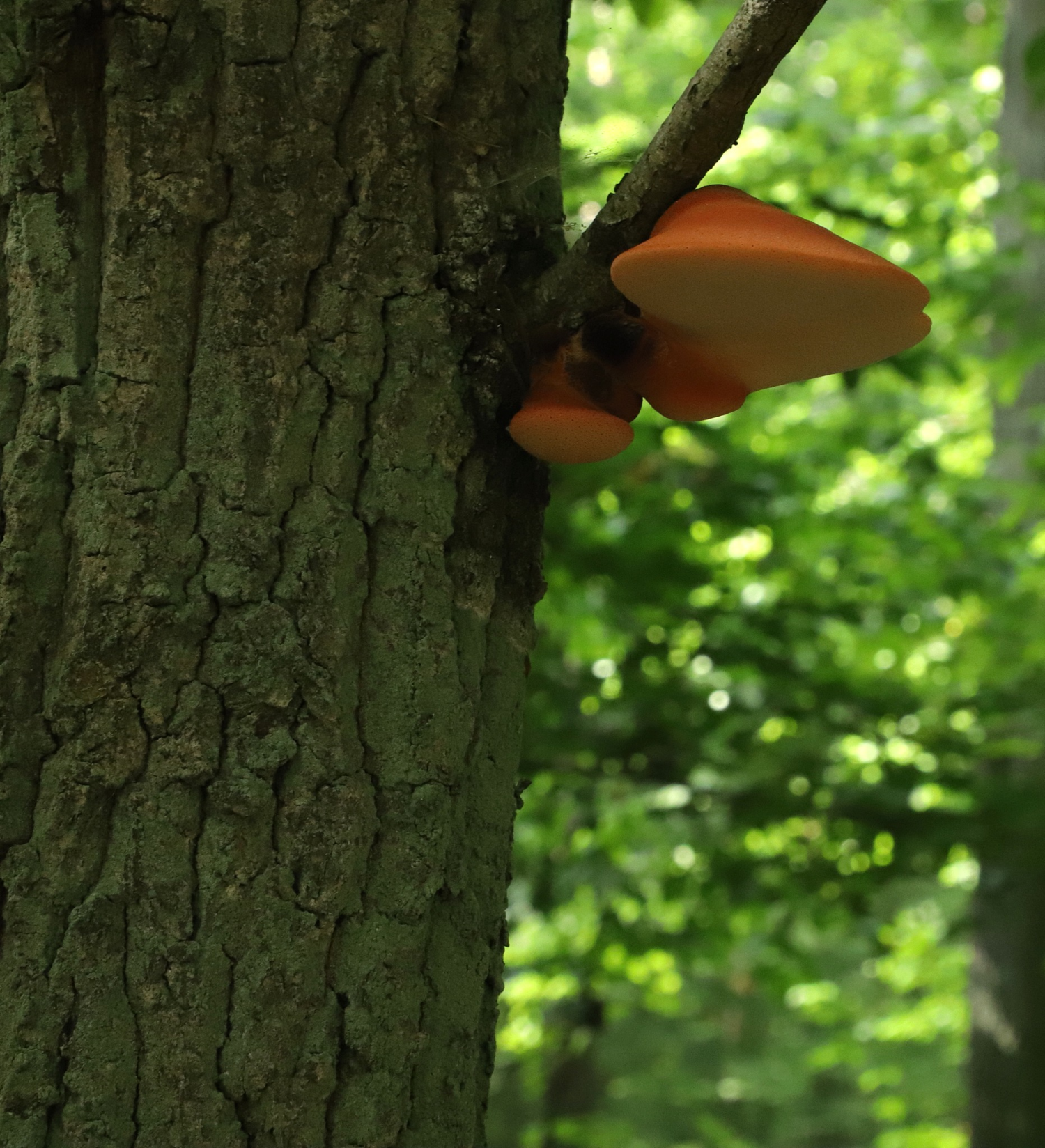 livebirdspoland_a5e591b1edfbf509eb842b378c4b0646.png