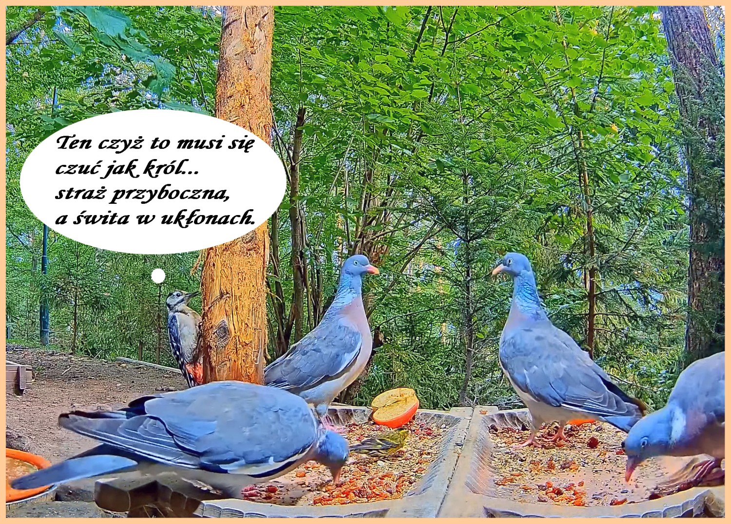livebirdspoland_c94e19dfb5ab231291dd22d59ce9491f.jpg
