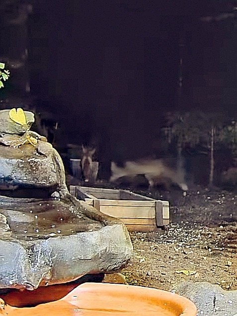 livebirdspoland_5419046f8399b1acf68cbf078aa2608e.jpg
