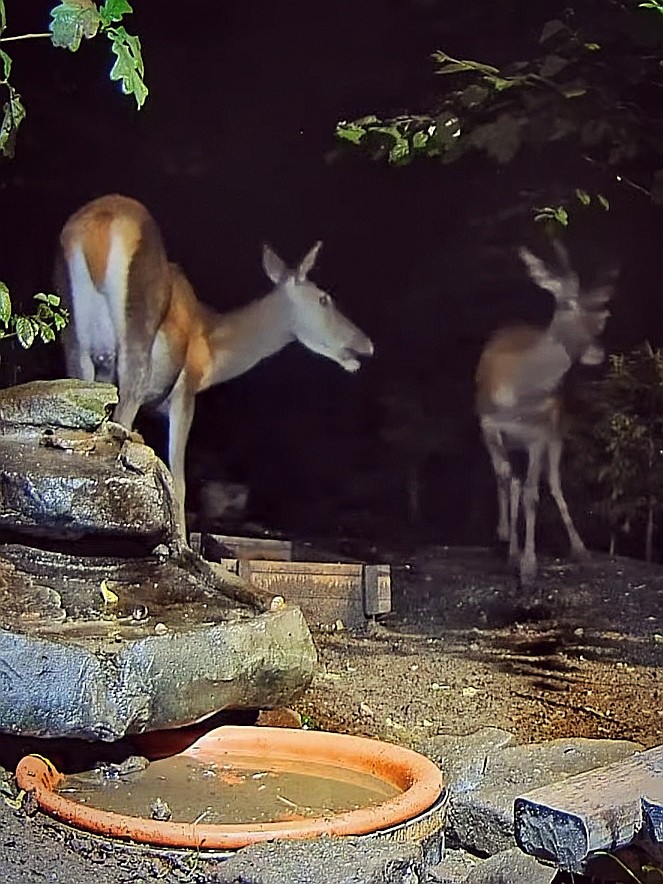 livebirdspoland_a34ba628558f5539ce8fd5f0d94fe355.jpg