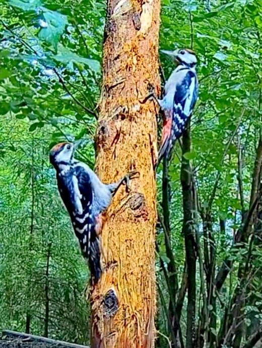 livebirdspoland_05087158140760271cbb69e029e4e016.jpg