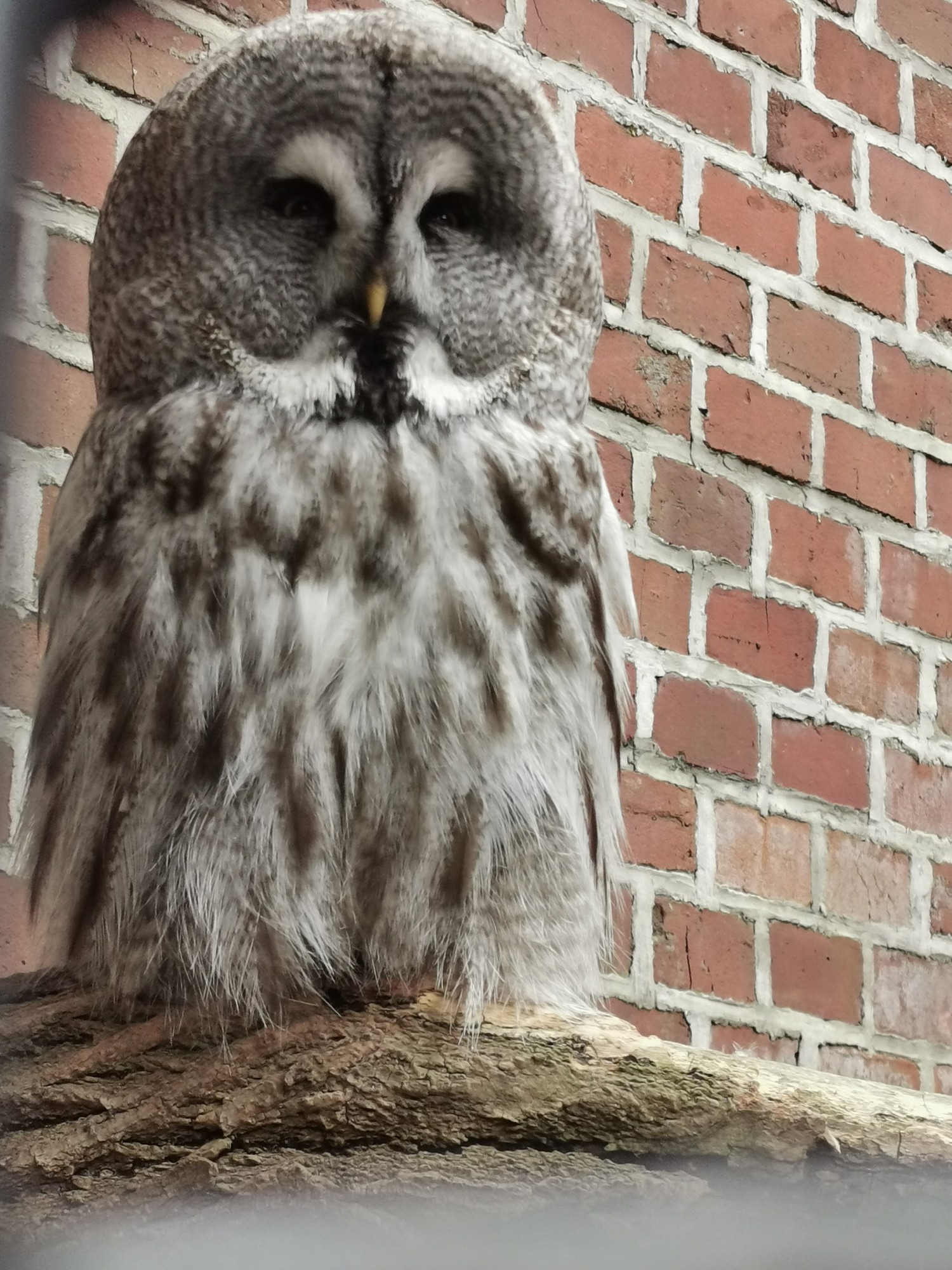 livebirdspoland_61a4b1dd1752ffae241c92f0c53d610d.jpg