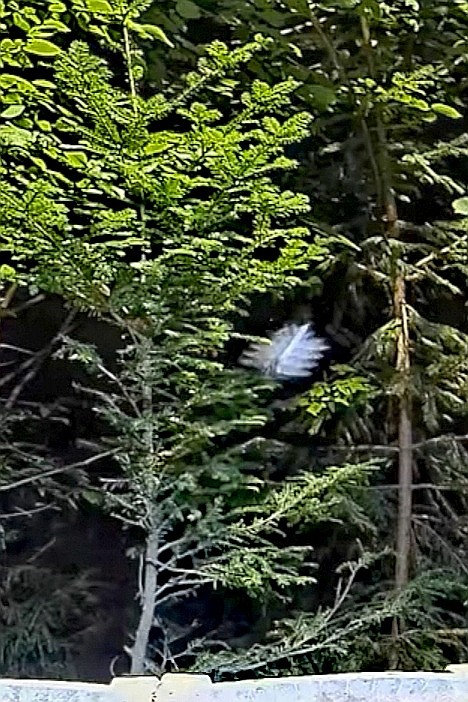 livebirdspoland_e761ad01f65140d9aac7d943416689db.jpg