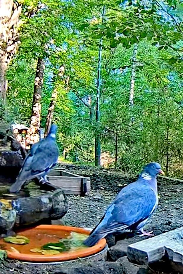 livebirdspoland_91dbcd5d050cf24ae5a2d7119b3d7c70.jpg