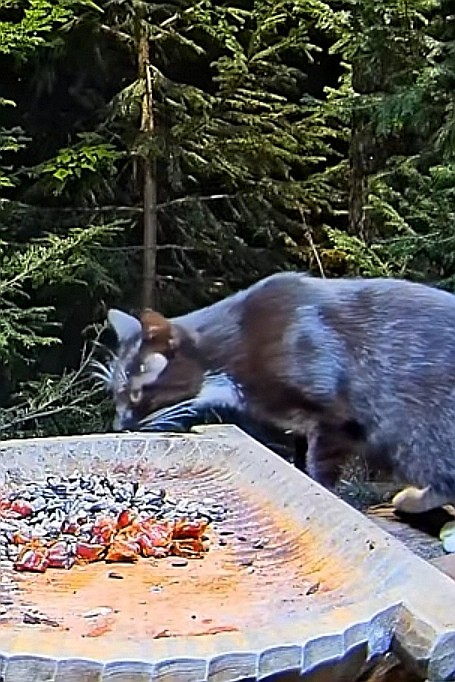 livebirdspoland_c37ac25b0f02828b8f26354fdae59d72.jpg