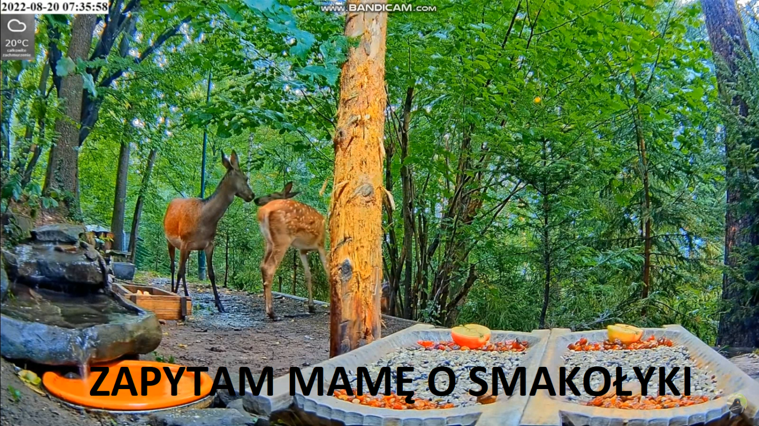livebirdspoland_45fe132917a8bcec0e9991c3e3be2ead.png