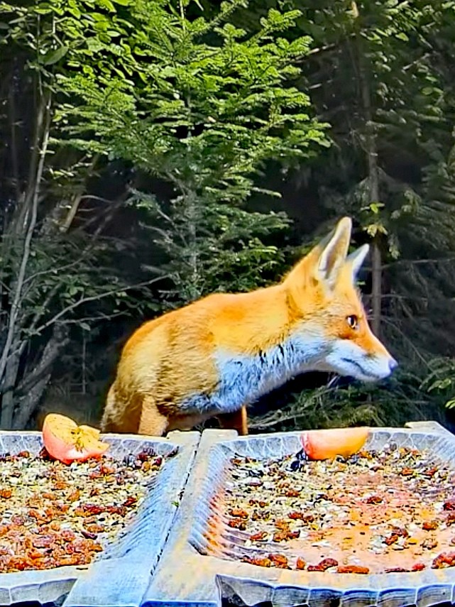 livebirdspoland_210b3268eb1c24167f5a4074823c5c02.jpg
