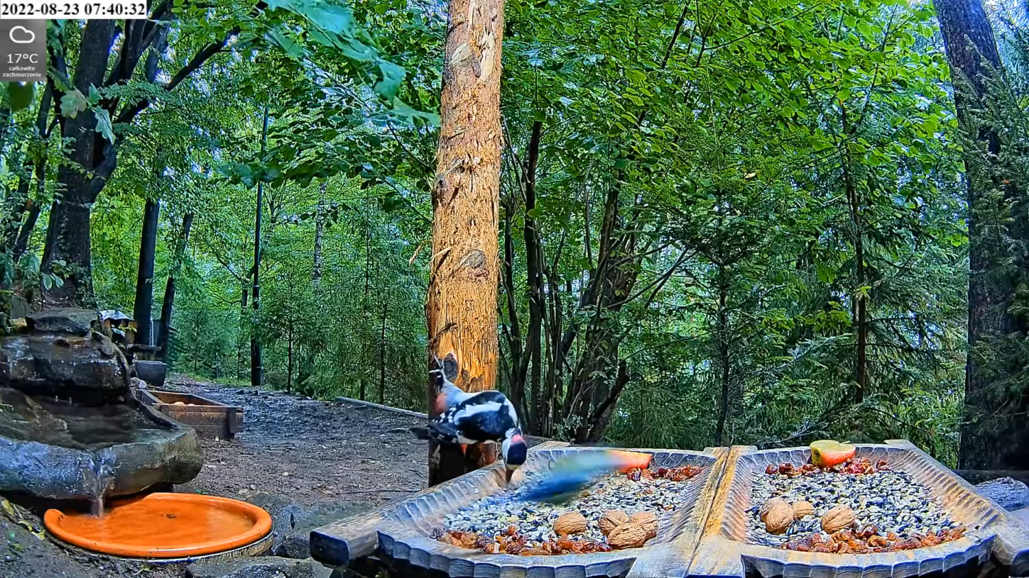 livebirdspoland_049d5d5f5384318c74505e8cc90fc076.png