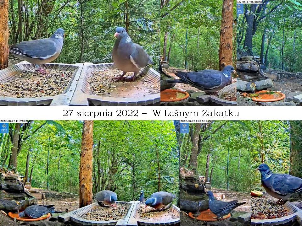 livebirdspoland_8ad1b94d32e5d530db633fdffdfb1992.jpg