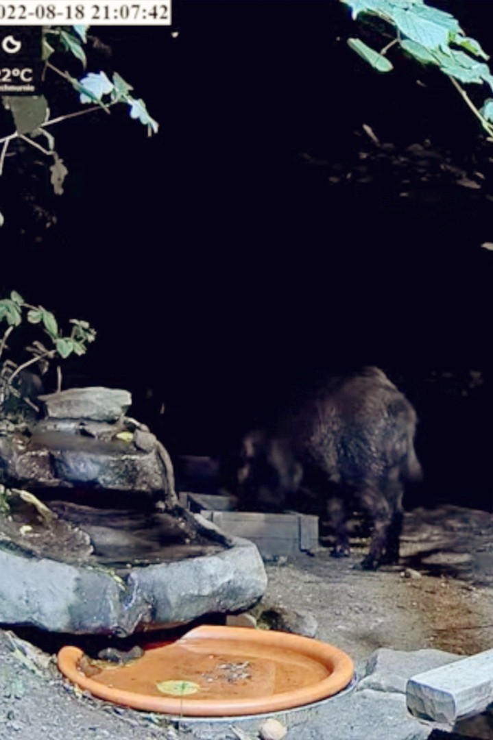 livebirdspoland_5c9504ffbe47af3a77e2d10b7eea4329.jpg