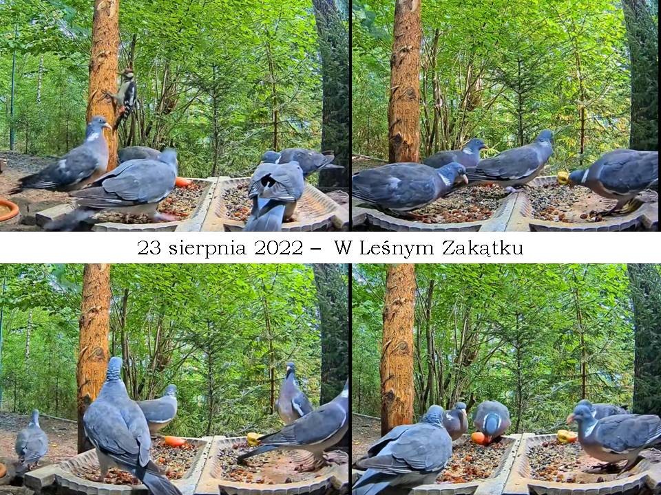 livebirdspoland_94a348fdc6dd0001bd3df13ff63266fa.jpg