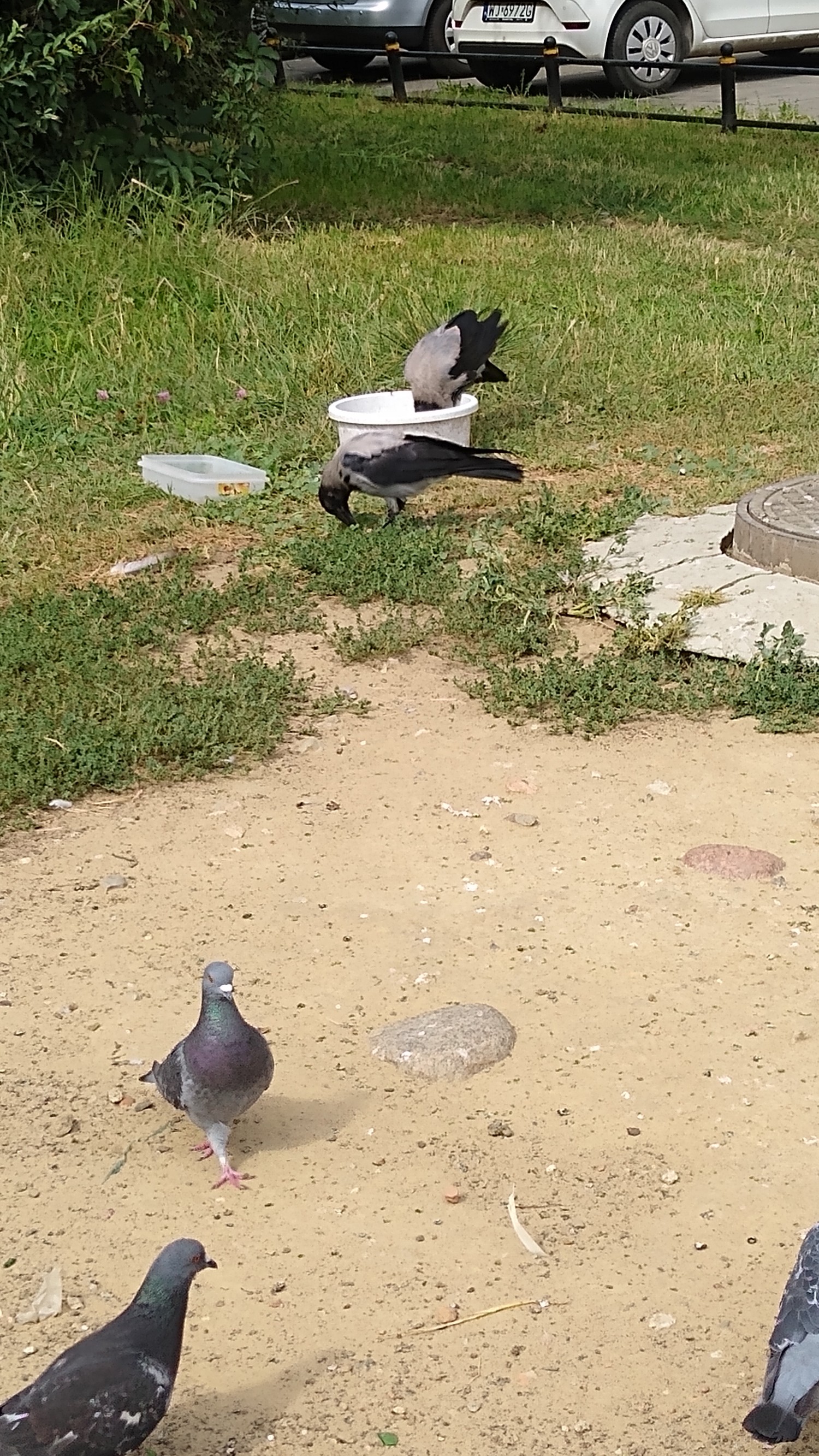 livebirdspoland_5c844f377da8f7e92bb6dd4c60a83fbf.jpg