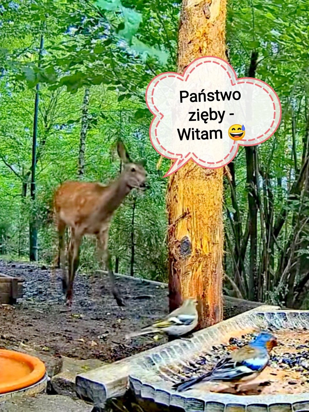 livebirdspoland_36f1127773cc8cb46ac08d2ba7fe8aec.jpg