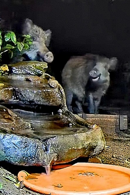 livebirdspoland_dcd043c99c00c524aabc72f927f83b71.jpg